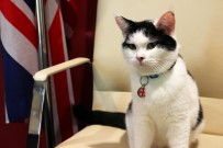 DIPLOMAT - İngiltere İlk Diplomat Kedisini Ürdün'e Atadı