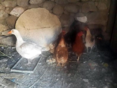 Kuş Gribi Kabusu Geri Döndü Açıklaması 2 Köy Karantinaya Alındı