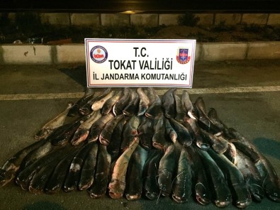 Tokat'ta Sağlıksız Koşullarda Paketlenmiş 300 Kilo Balık Ele Geçirildi