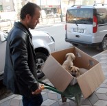 YAVRU KÖPEKLER - Hasta Köpekleri Veterinere El Arabasıyla Taşıdı