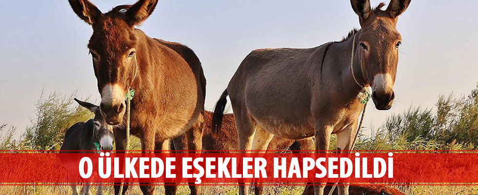Hindistan'da eşekler hapsedildi