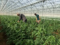 ORGANIK TARıM - İslahiye MYO Organik Tarım Öğrencileri Serada Domates Yetiştiriyor