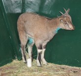 DAĞ KEÇİSİ - Köpeklerin Yaraladığı Dağ Keçisi Tedavi Altına Alındı