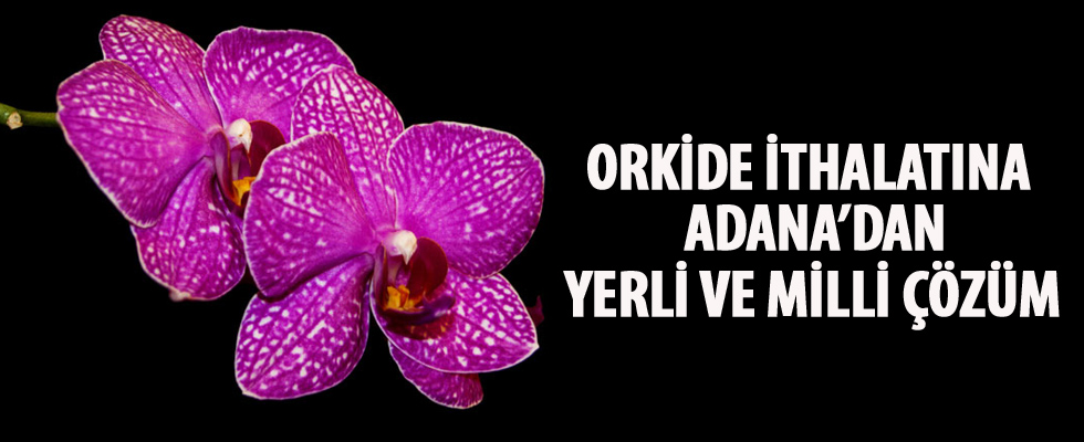 Orkide ithalatına Adana'dan yerli ve milli çözüm