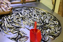 LODOS - Karadeniz hamsisi 1 haftada yüzde 50 zamlandı