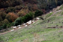 KUTLUKENT - Samsun'da Keçileri Kaçırtan İhbar