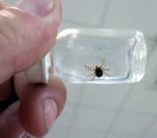 DOKU KÜLTÜRÜ - Yeni Aşı Geliştirebilmek İçin Kene Üretim Merkezi Kurdu