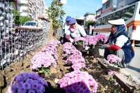 UĞUR MUMCU - Adana'da Kasımpatı Zamanı