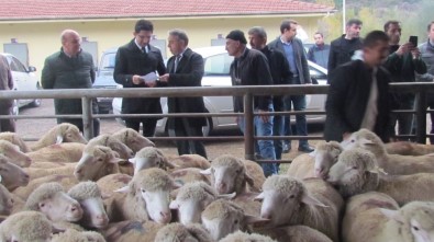 Karabük'te Damızlık Koç Dağıtıldı