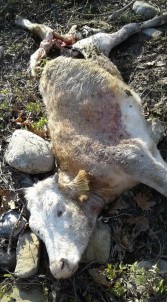 Kastamonu'da Koyun Sürüsüne Ayı Saldırdı