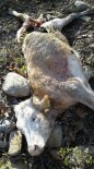 PAŞALı - Kastamonu'da Koyun Sürüsüne Ayı Saldırdı