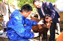 KURT SALDIRISI - Kurtlar Koyun Sürüsüne Saldırdı
