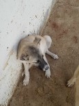 SOKAK KÖPEĞİ - Yaralı Yavru Köpek Tedavi Edildi