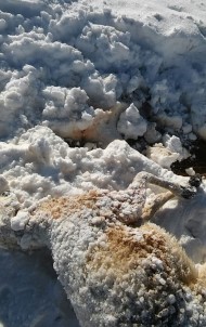 Aç Kurtlar 35 Koyunu Telef Etti