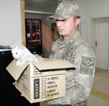 FERİBOT İSKELESİ - Askerden Yaralı Kediye Şefkat Eli