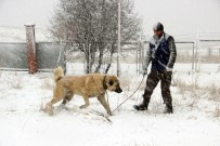 DEVLET TELEVİZYONU - Kangal Köpeği Rus Devlet Televizyonunda