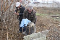 KISMİ FELÇ - Otomobilin Çarptığı Tilki Tedavi Altına Alındı