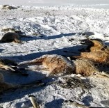 Sürüden Ayrılan Koyunları Kurt Kaptı