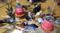 MAVİ YUMURTA - Dünyanın En Büyük Mavi Yumurta Damızlık Tesisi Sakarya'da Açıldı