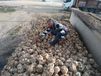 ŞEKER ORANI - Hisarcık'ta Şeker Pancarı Söküm Kampanyası Başladı