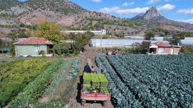 Sarıcakaya Yeşillik İhracatına Devam Ediyor