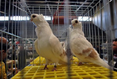Güvercin Meraklıları Manisa'da Fuarda Buluştu