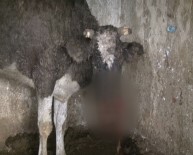 SARIYER BELEDİYESİ - Aç Sokak Köpekleri Çiftlikteki Hayvanlara Saldırdı