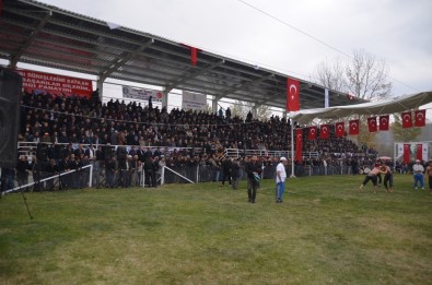 Kargı Güreşleri Kırkpınarı'ı Aratmadı