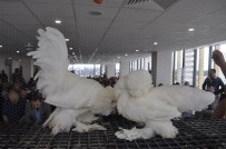 CEM ÖZDEMIR - Bu Tavukların Fiyatı Dudak Uçuklatıyor