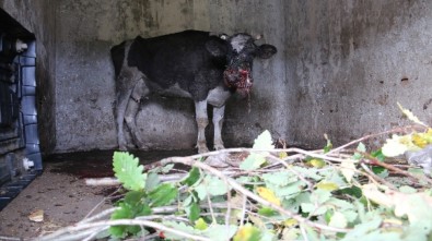 Sarıyer'de Aç Sokak Köpekleri Çiftlikteki Hayvanlara Saldırdı