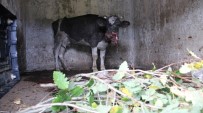 SARIYER BELEDİYESİ - Sarıyer'de Aç Sokak Köpekleri Çiftlikteki Hayvanlara Saldırdı