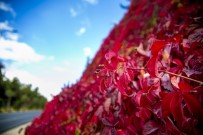 MANGAL KEYFİ - Sonbaharın Eşsiz Güzelliği Dülük'te Yaşanıyor