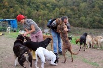 EREĞLI DEMIR ÇELIK - Terk Edilmiş 120 Köpeğe Yuva Oldular