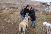 AUTO SHOW - Yabani Hayvanlar Yemlendi