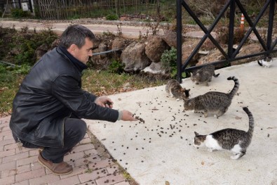 Bozüyük Belediyesi Sokak Hayvanlarını Unutmadı