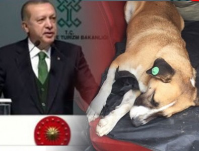 Eyüp Belediyesi'nin skandalı Erdoğan'a iletildi!