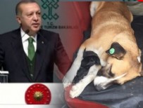 HAYVAN HAKLARı - Eyüp Belediyesi'nin skandalı Erdoğan'a iletildi!