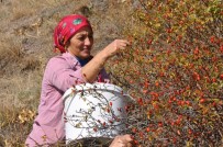 SOĞUK ALGINLIĞI - Gümüşhane'de Kuşburnu Hasadı Tamamlanmak Üzere