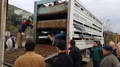 Romanya'dan Gelen 148 Koyun Amasralılara Teslim Edildi