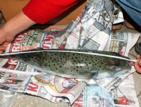 DENİZ CANLILARI - Marmaris'te balon balığı artışı tedirginlik yarattı