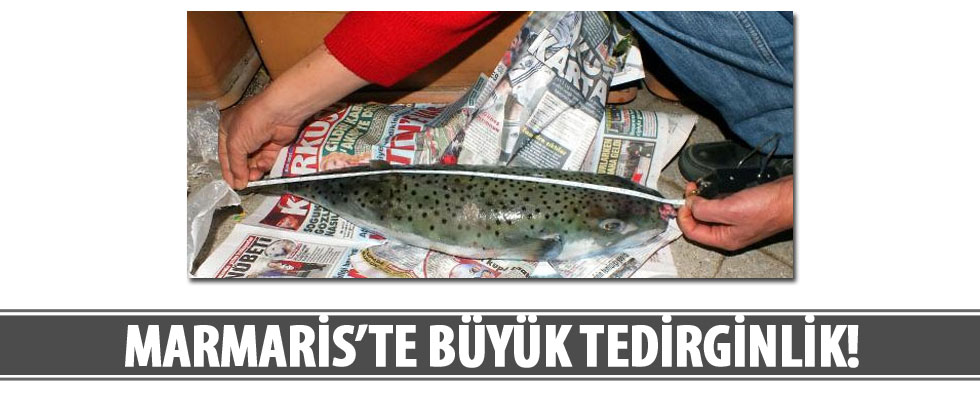 Marmaris'te balon balığı artışı tedirginlik yarattı