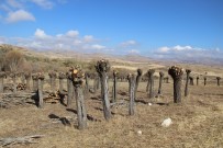 MEHMET TURAN - Orman Dalsız, Yapraksız Kaldı