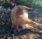 SARıKEMER - Gebe İki Büyükbaş Hayvanı Tüfekle Kafasından Vurdular