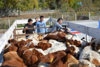 MEHMET GÜL - Genç Çiftçiler Hayvanlarına Kavuştu