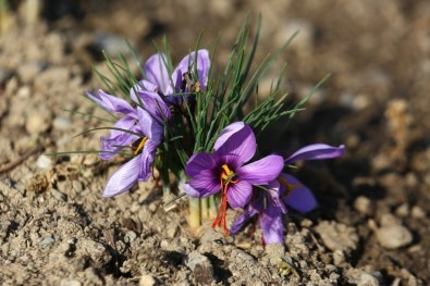 Kent Bostanları'nda Safran Yetiştiriliyor