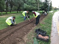 LALE SOĞANI - Kocaeli Laleler İle Renklenecek