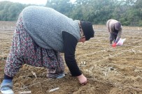 YERLİ TOHUM - Milli Tohumlar Kadın Eliyle Ekiliyor