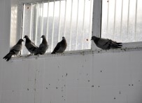 KAFKAS ÜNİVERSİTESİ - Yavru Güvercinleri Anneleri Gibi Beslediler