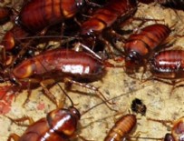 HAMAM BÖCEĞİ - Bavuldan 200 hamam böceği çıktı