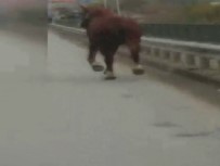 E-5'Te Dört Nala Koşan At Kamerada